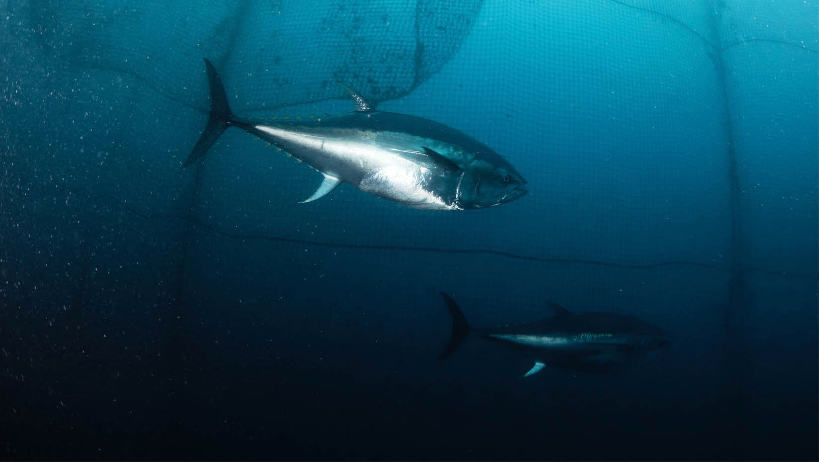 Western Atlantic Bluefin Tuna