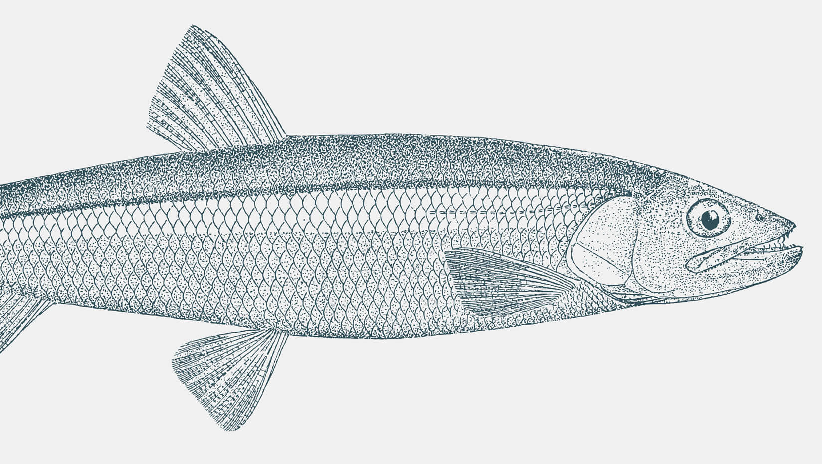 An illustration of a rainbow smelt