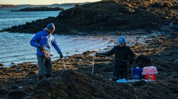 A photo of researchers measuring a rockweed bed on the coast of Maine