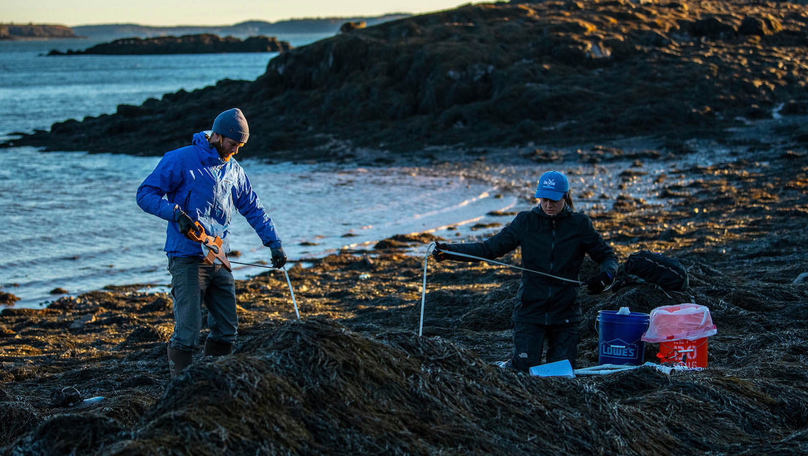 A photo of researchers measuring a rockweed bed on the coast of Maine