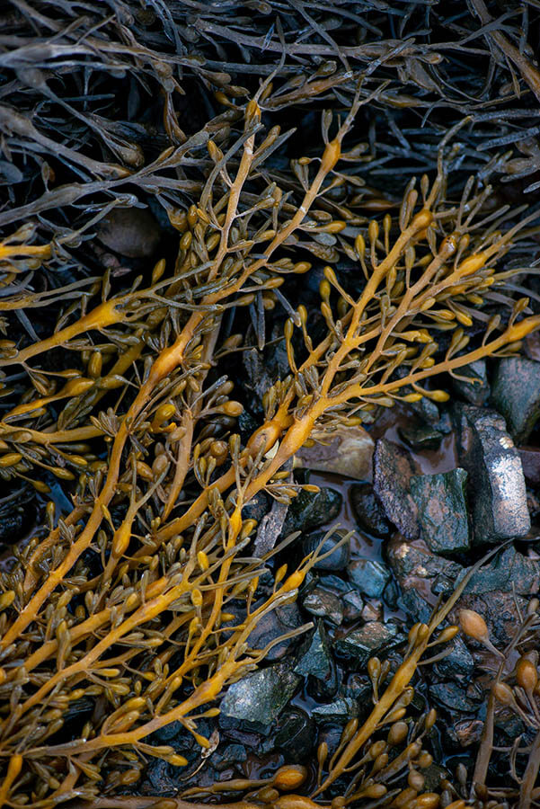 A photo of rockweed