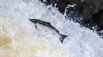 A photo of a salmon leaping up river