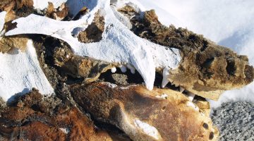 A photo of mummified elephant seal remains