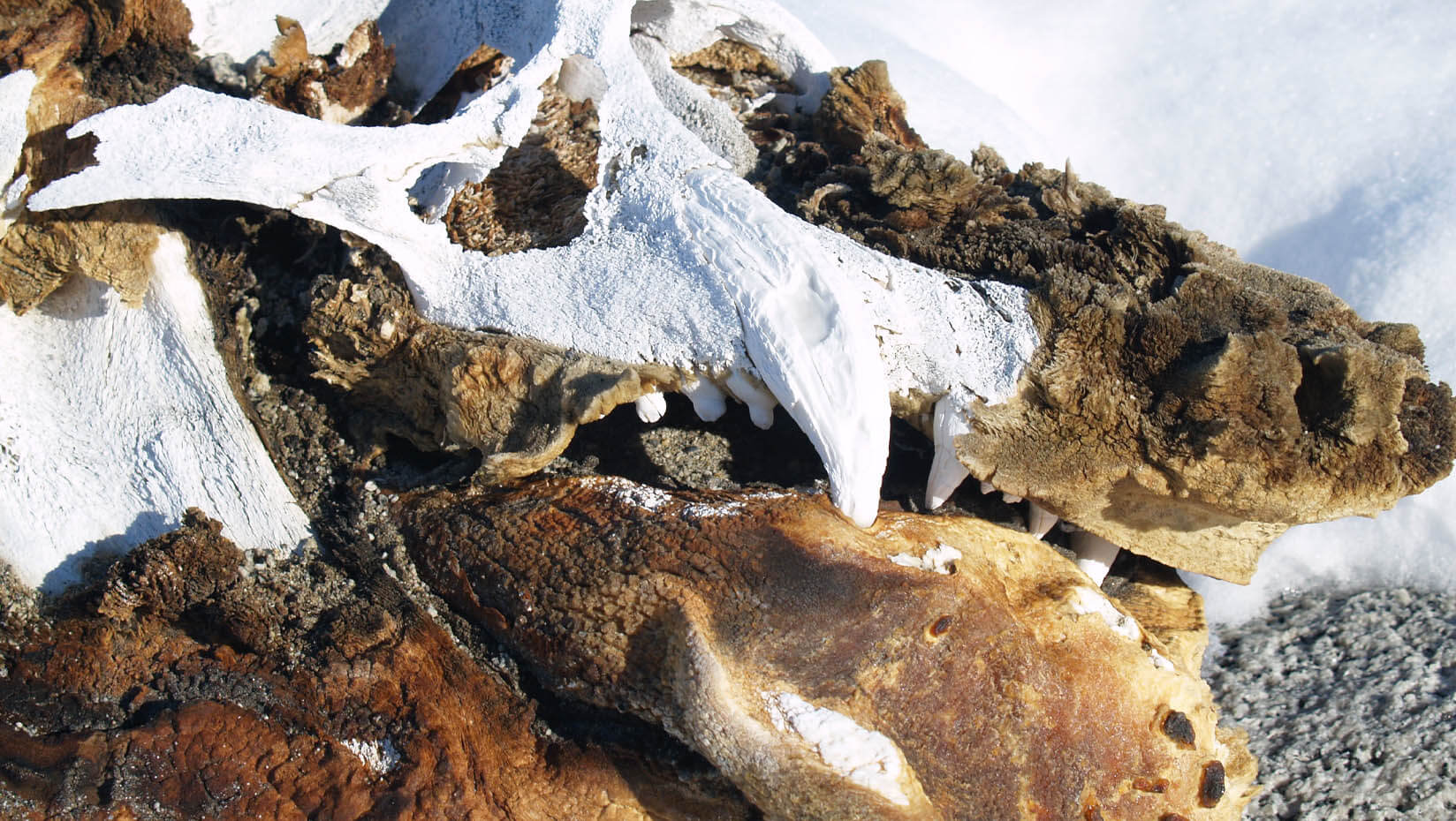 A photo of mummified elephant seal remains