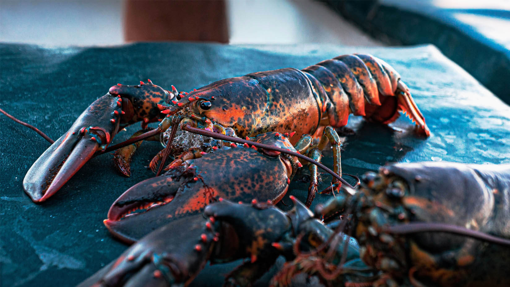 A photo of an American lobster