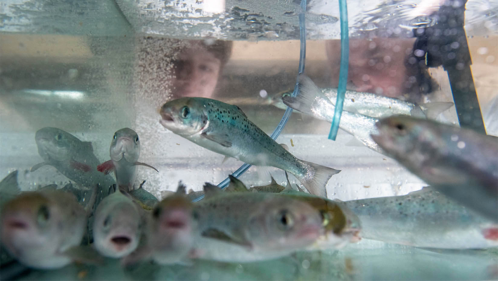 A photo of salmon in a tank