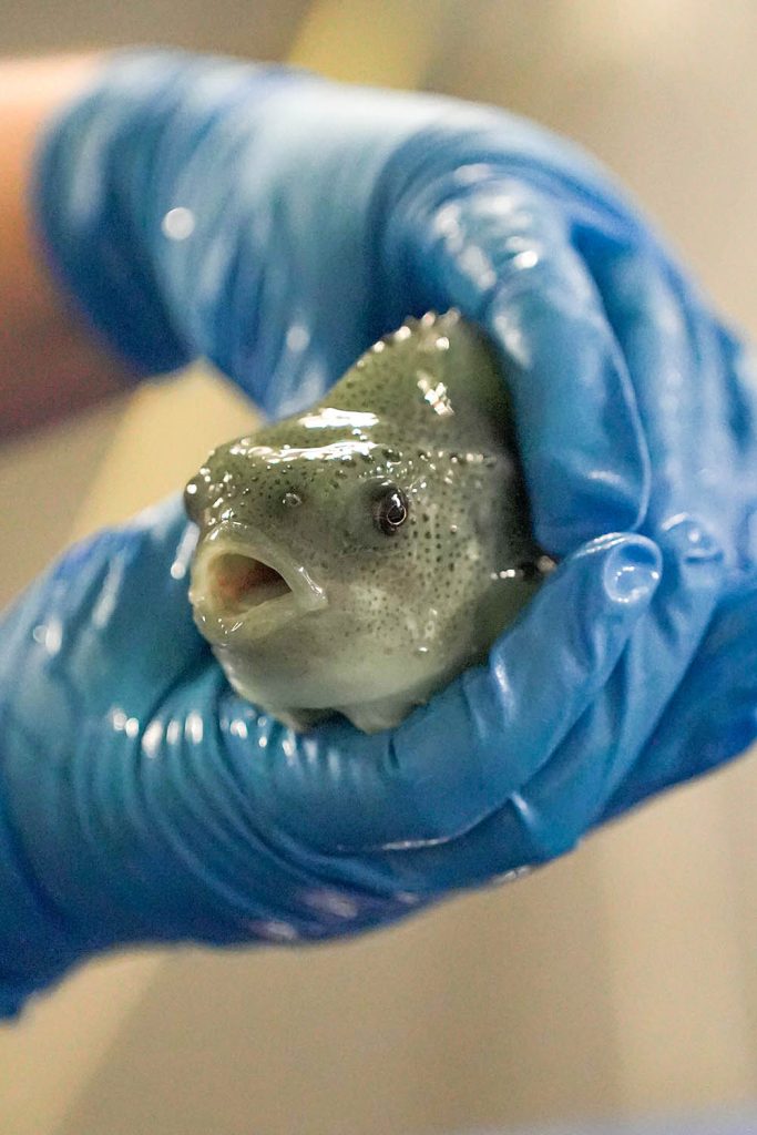 A photo of a lumpfish