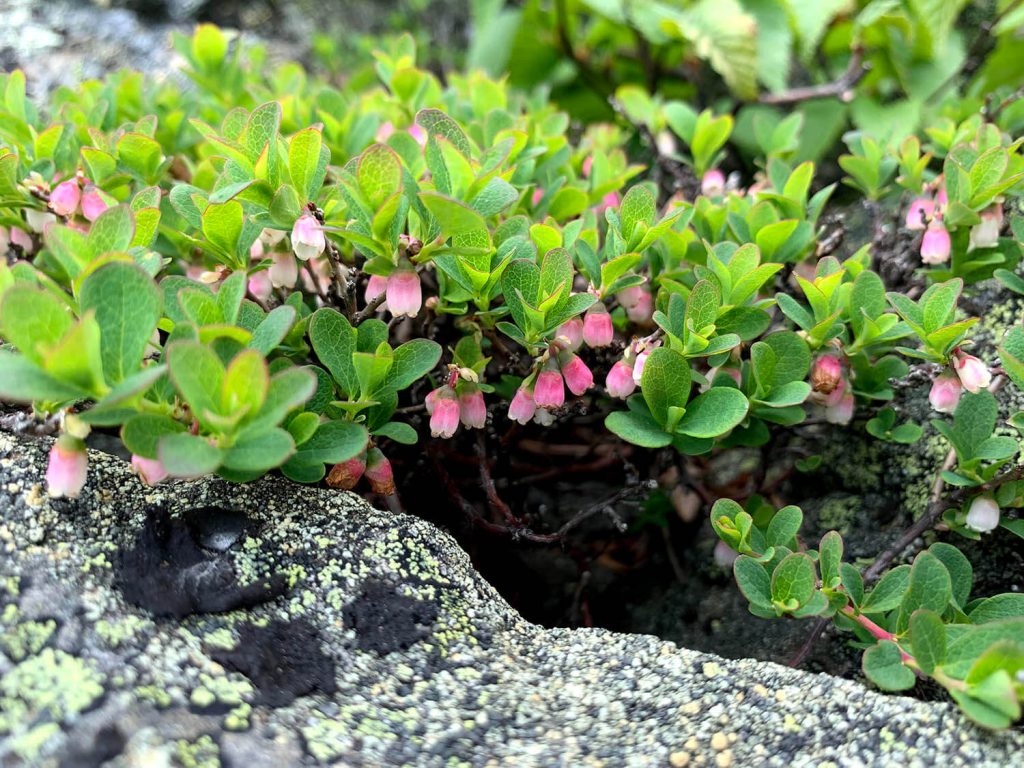 A photo of a pink flowering plant