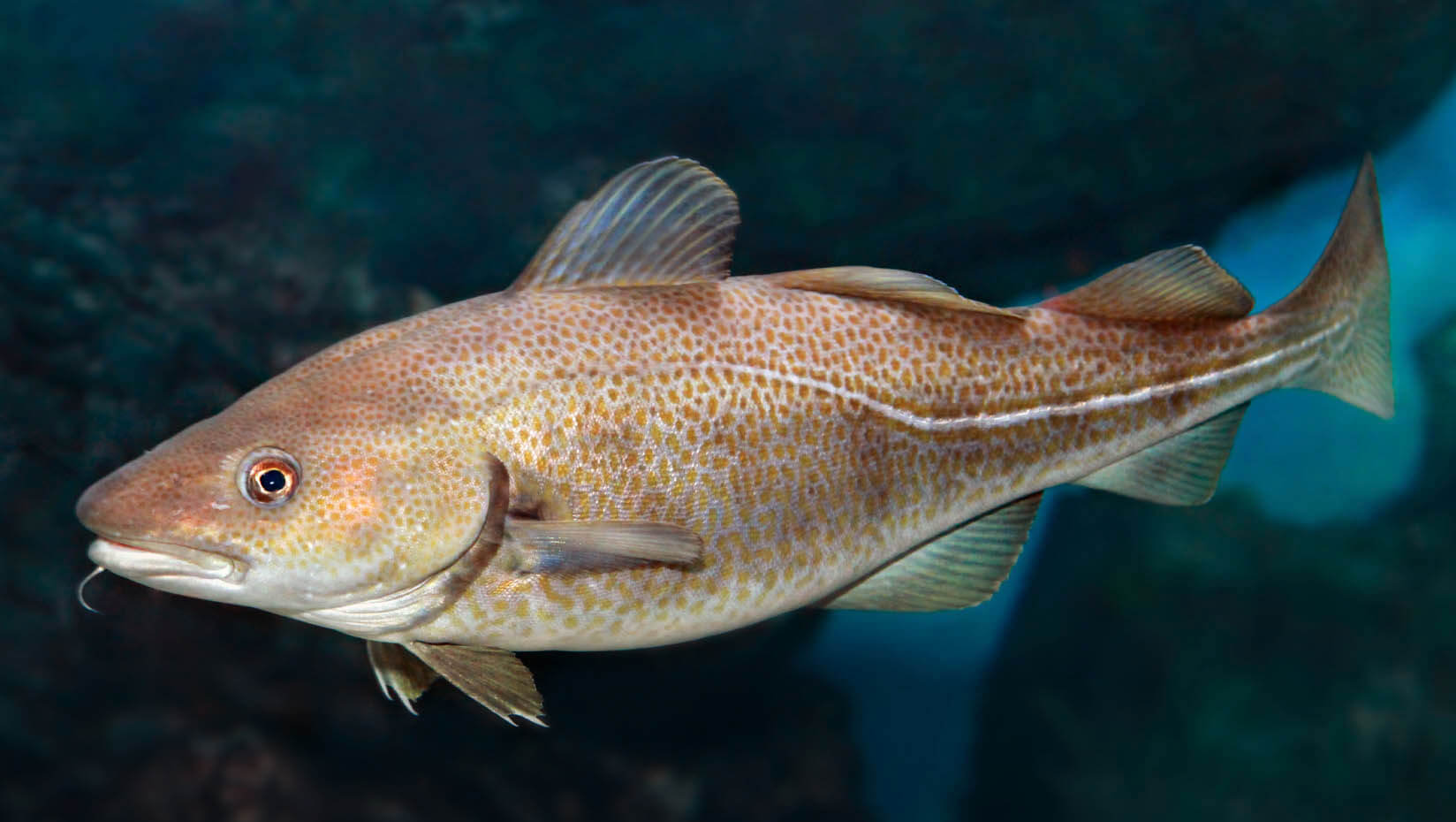 A photo of a cod