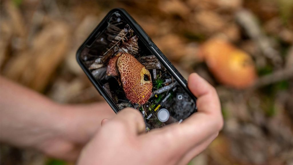 A photo of a hand holding a smartphone that is being used to take a photo of a mushroom