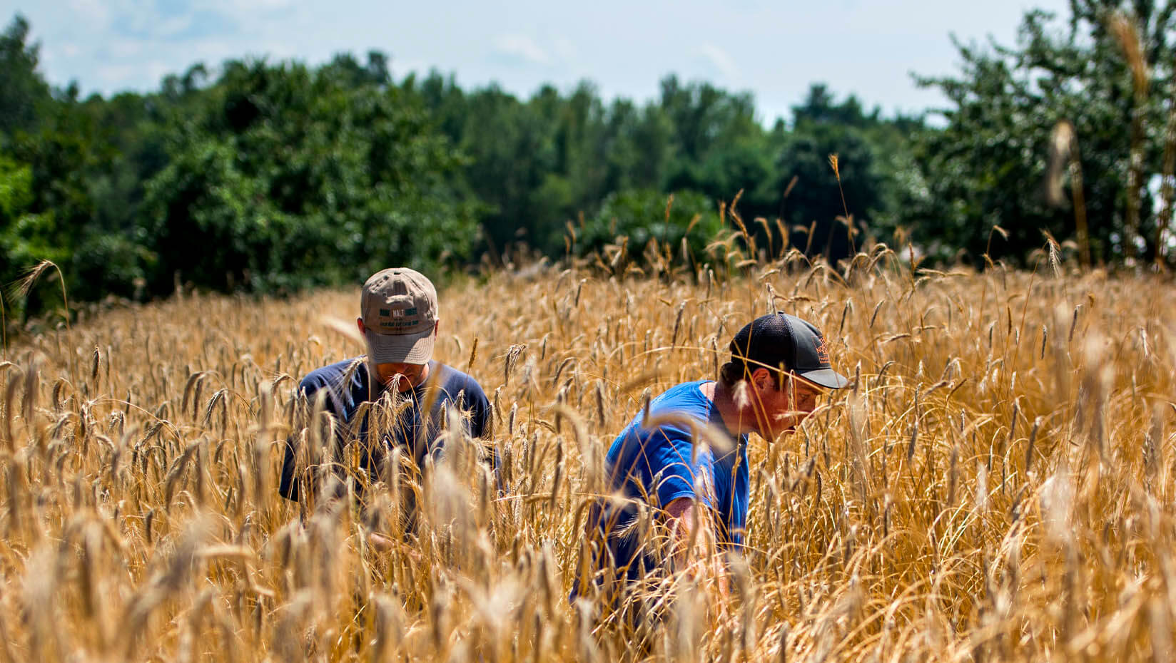 A photo of two people in a grain field
