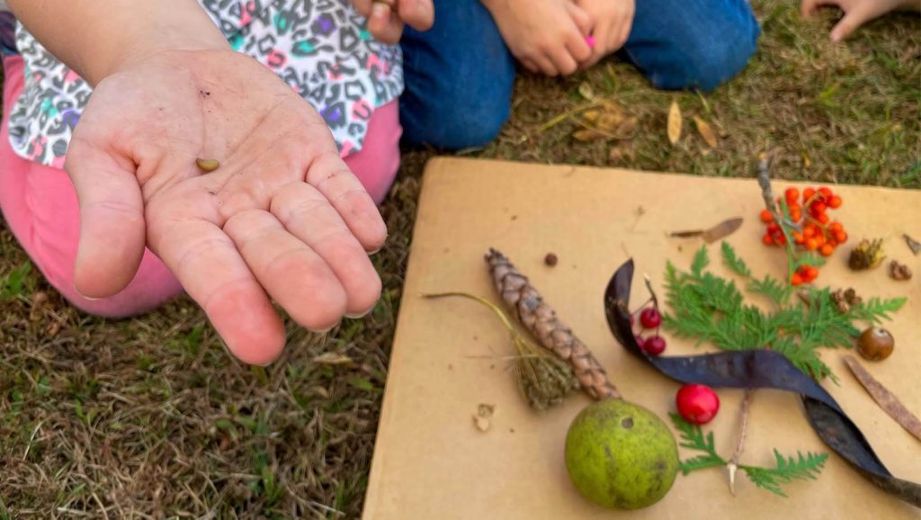 A photo of a hand with a seed and other types of seeds in the background