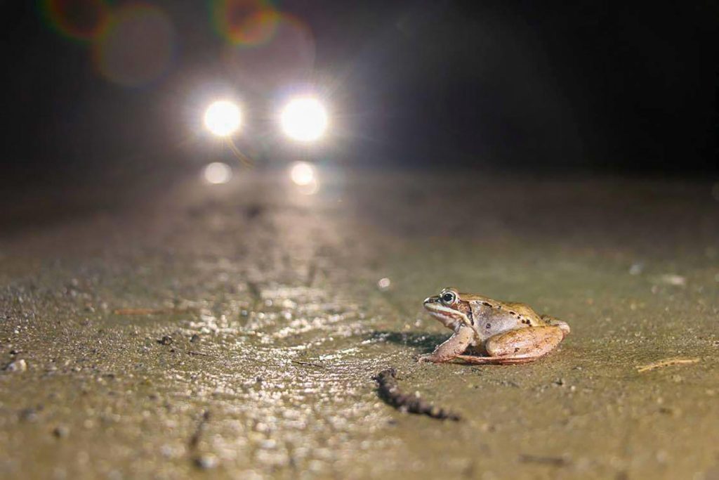 A photo of a frog in a roadway at night