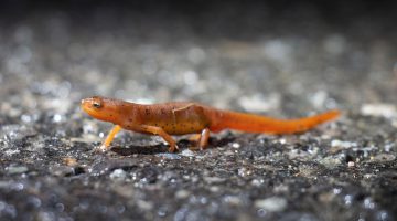 A photo of a salamander