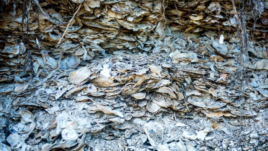 A photo of a shell midden