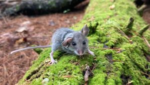 A photo of a mouse on a mossy log