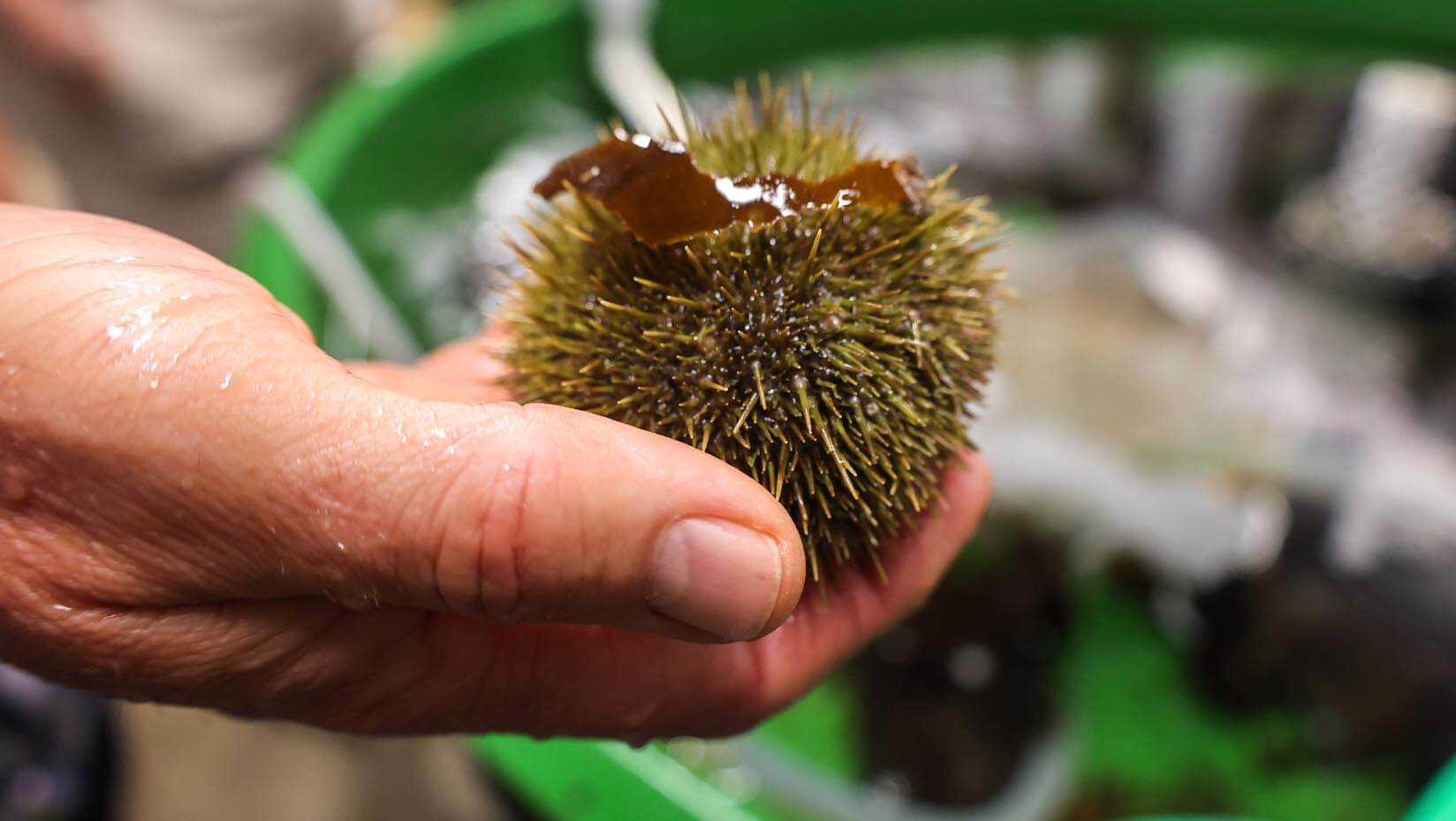 A photo of a hand holding a sea urchin