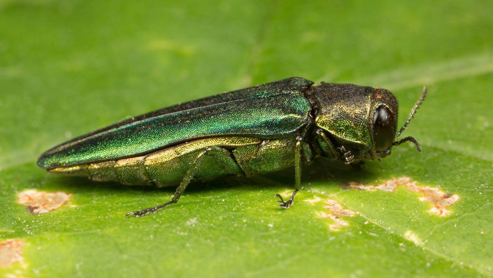 A photo of an emerald ash borer
