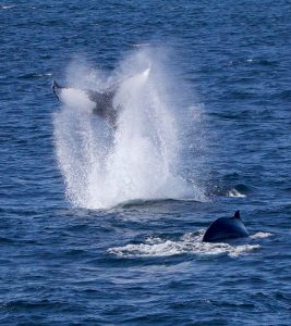 A photo of a whale tail in the ocean