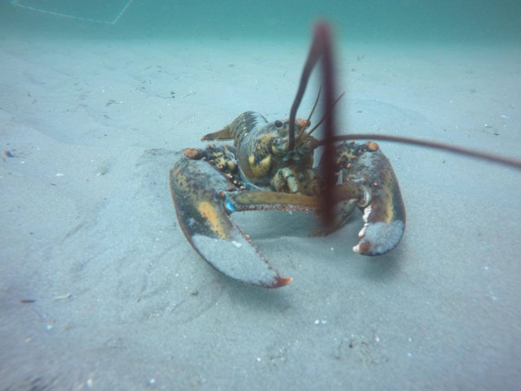 A photo of a lobster on the ocean floor