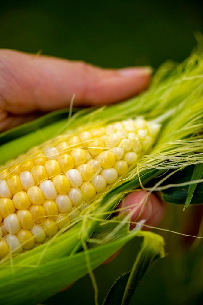 A photo of an ear of corn