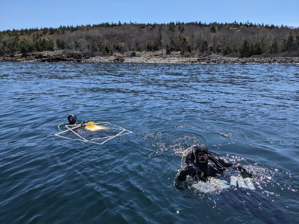 A photo of divers