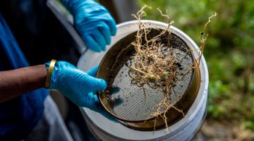 A photo of roots