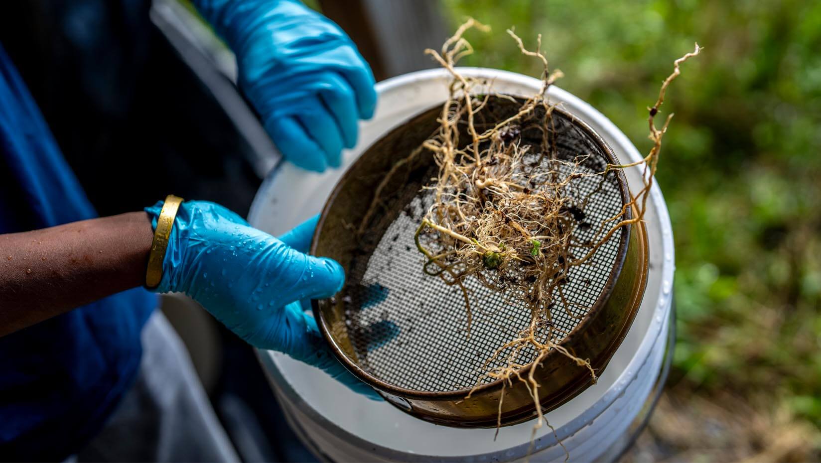 A photo of roots