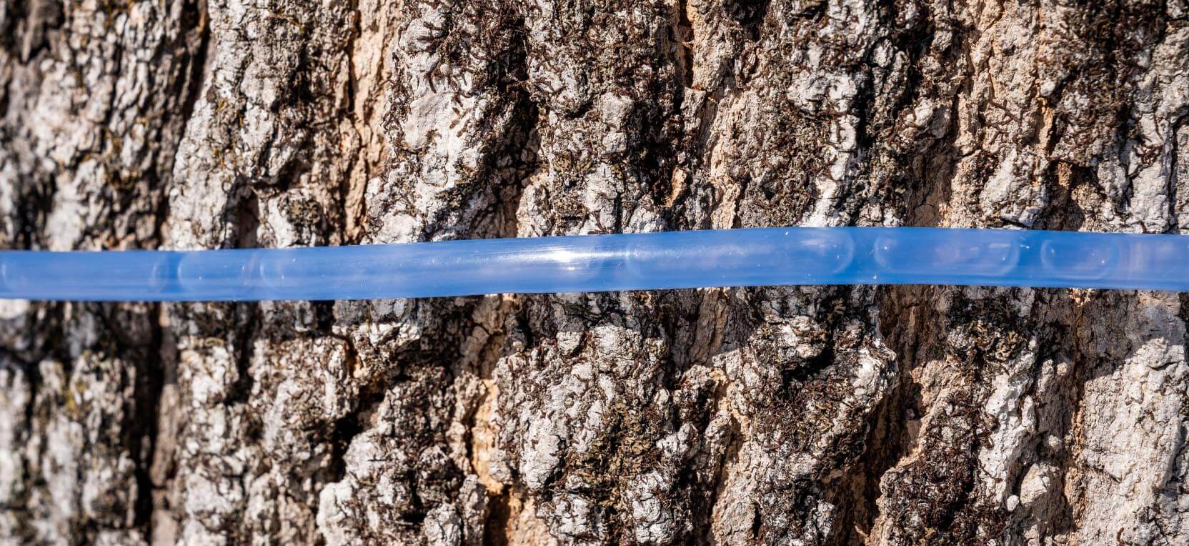 A photo of plastic tubing on a trunk of a tree
