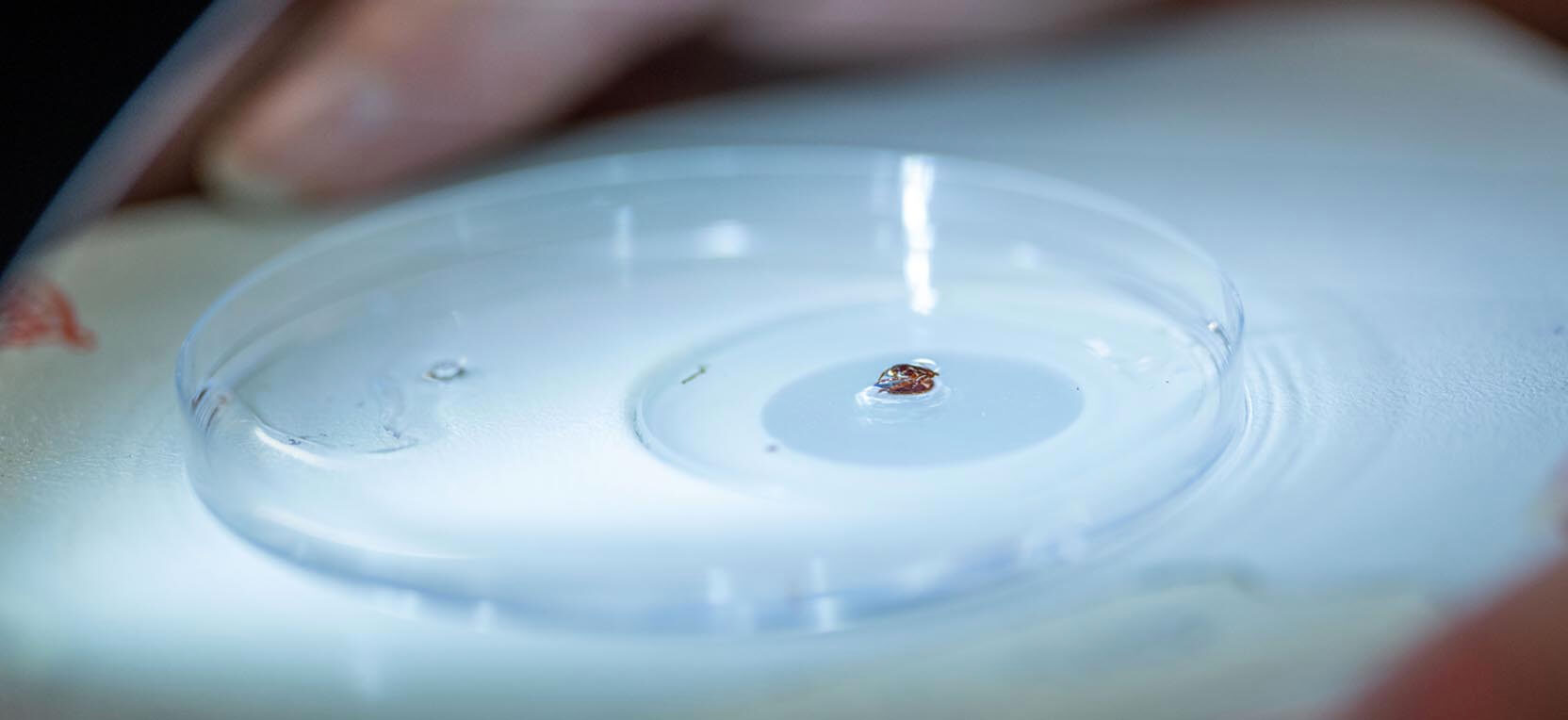 A photo of a tick on a specimen dish