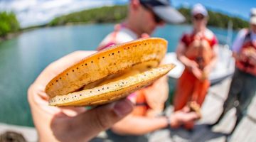 A photo of a scallop being held by a hand on a dock in Maine