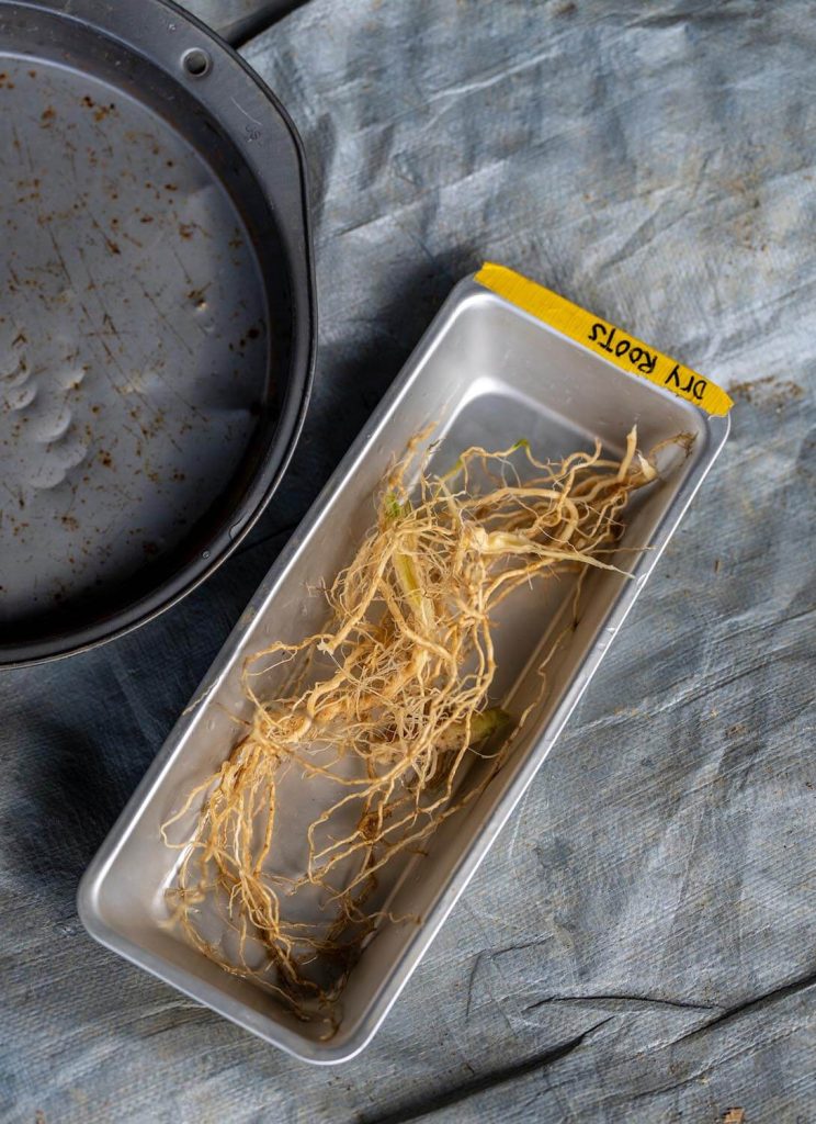 An image of produce in a container
