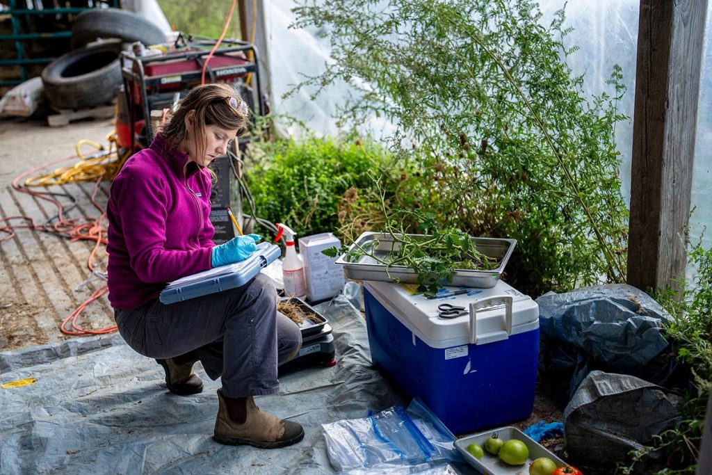 A photo of a person working with produce