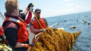 A photo of two people on a boat measuring kelp
