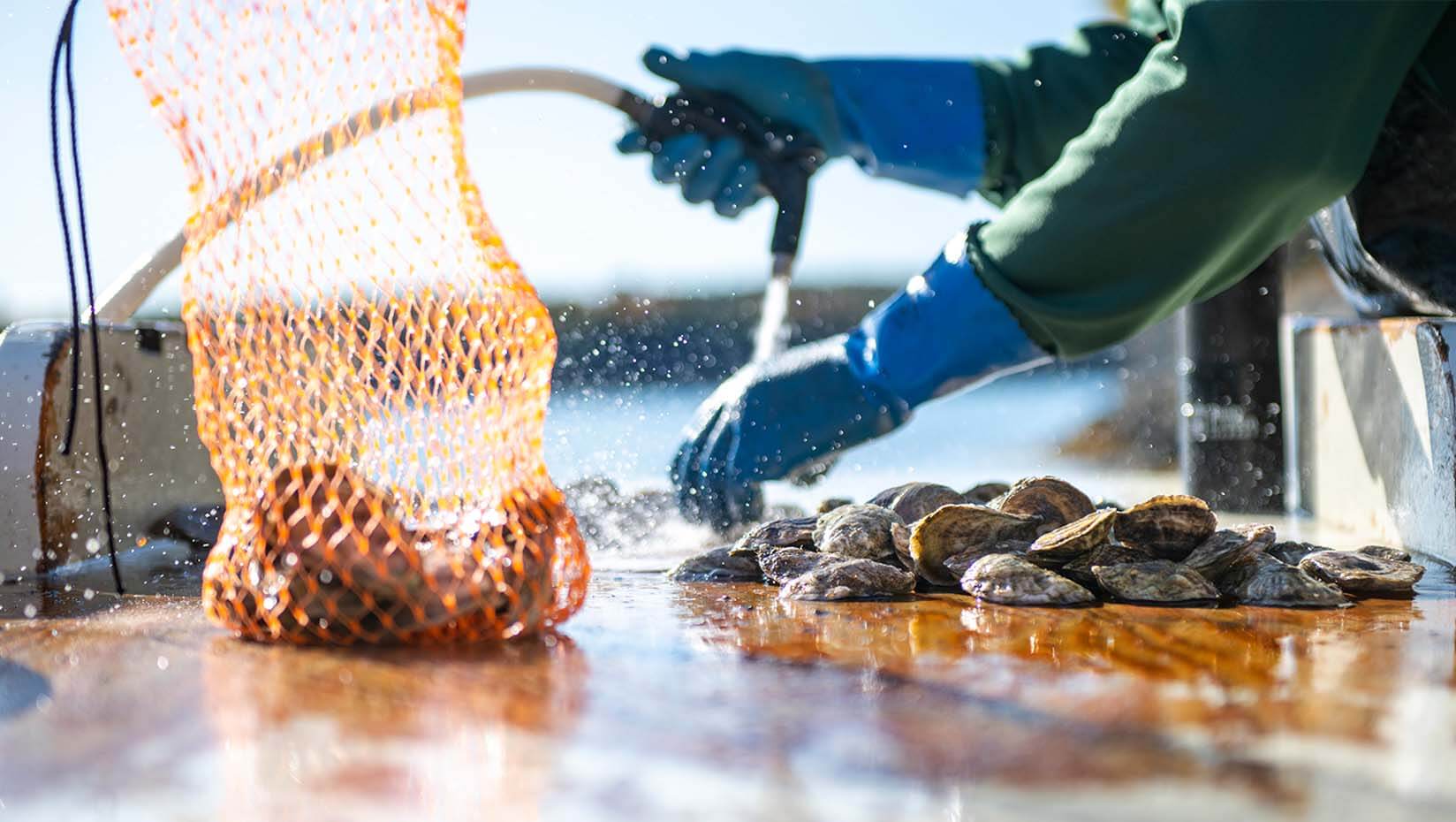 New way to track toxic algae that threatens shellfish industries developed by researchers
