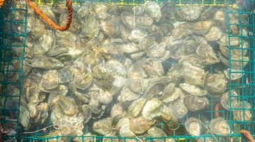 A photo of clams in a trap