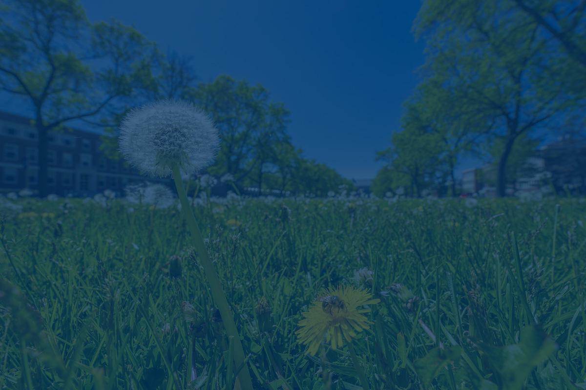 A photo of a dandelion with a blue overlay. Link to Counseling Center website