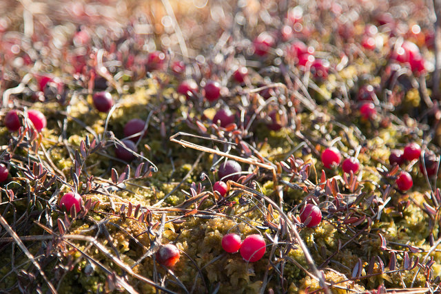 cranberries