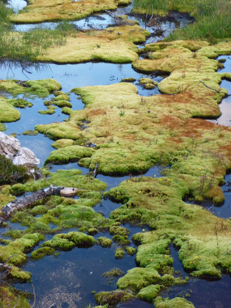 some peat and stagnant water