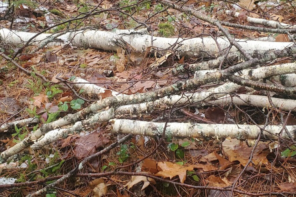 Fire Wood