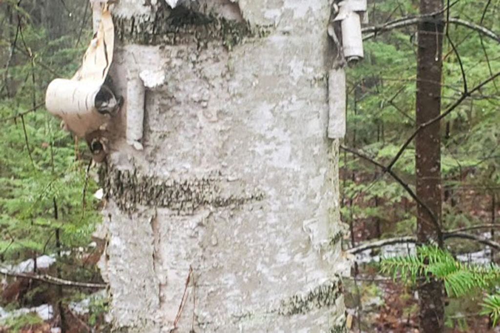 Tree bark