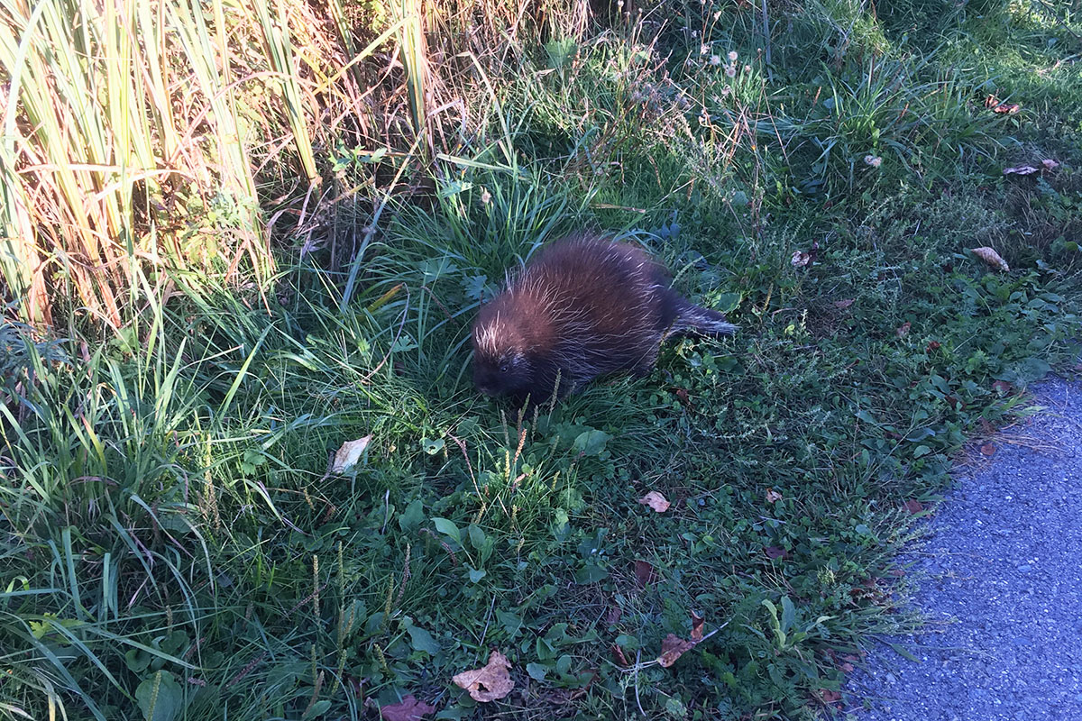 Porcupine on side of bike path in grass