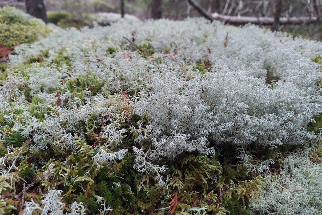 plant life covered in frost