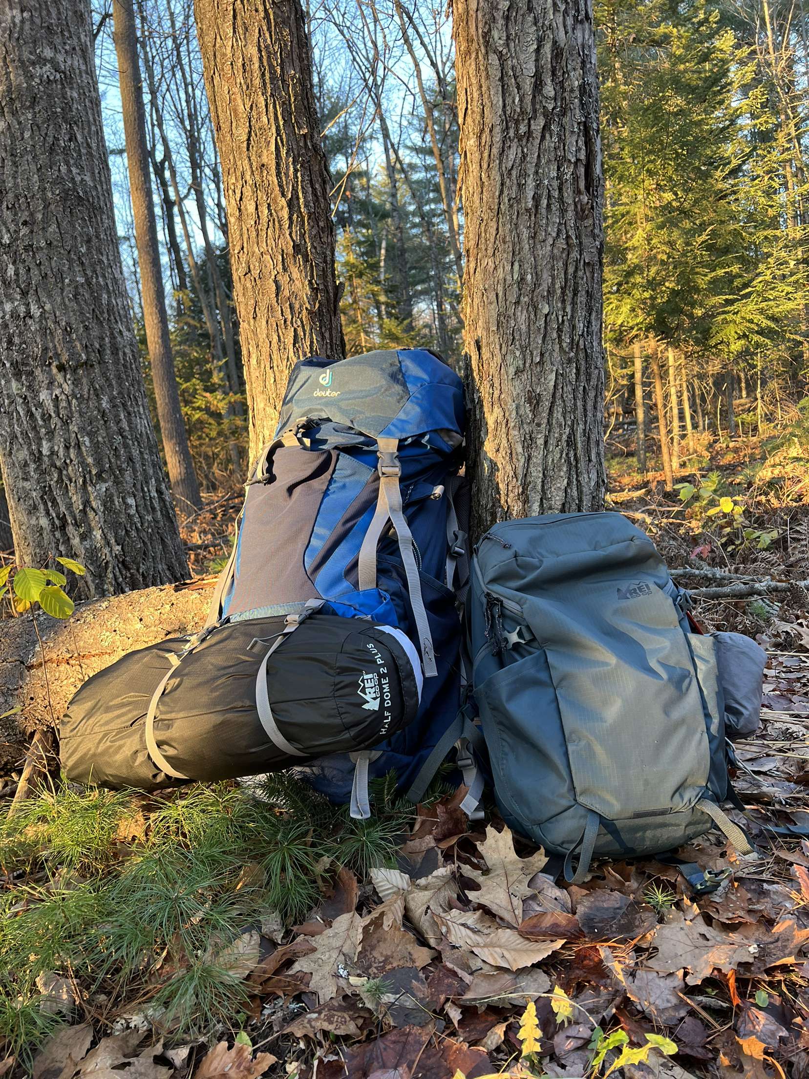 Backpacks leaning against trees.