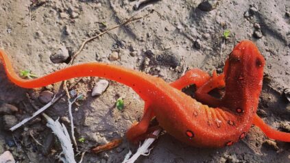 Red Eastern Newt with bright orange spots