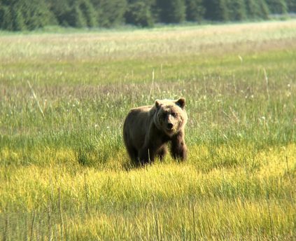 Brown Bear in Nondalton, Alaska