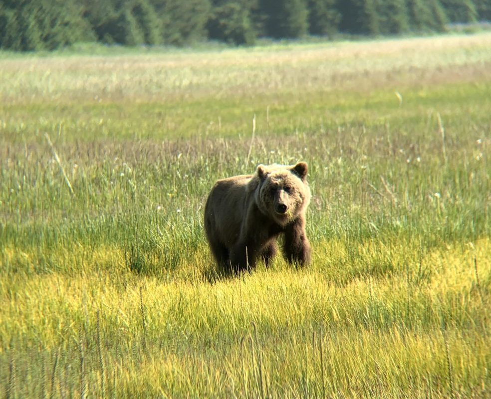 Brown Bear in Nondalton, Alaska