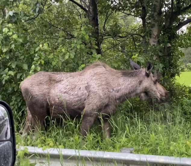 Moose on the side of the road eating grass.