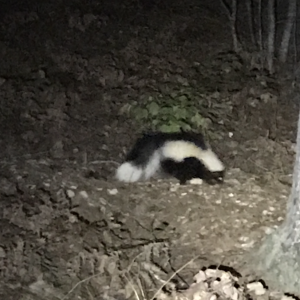 Skunk outside of Patch Hall at the University of Maine