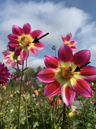 Bees, that could sting, on a flower.